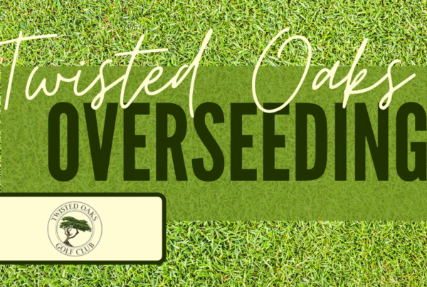 overseeding, twisted oaks, grass